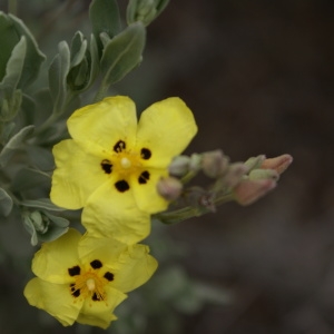 Photographie n°279755 du taxon Cistus halimifolius L. [1753]