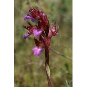 Anacamptis papilionacea (L.) R.M.Bateman, Pridgeon & M.W.Chase var. papilionacea