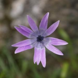  - Anemone hortensis L. [1753]