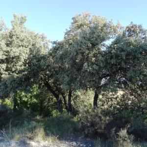 Photographie n°279835 du taxon Quercus ilex subsp. ballota (Desf.) Samp. [1909]