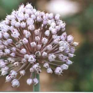 Photographie n°280065 du taxon Allium porrum L. [1753]