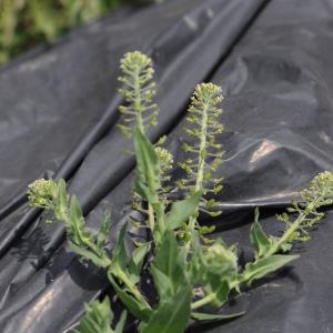 Photographie n°280076 du taxon Lepidium campestre (L.) R.Br. [1812]