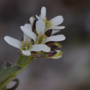 Photographie n°280100 du taxon Arabis hirsuta (L.) Scop. [1772]