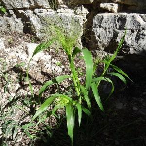 Photographie n°280102 du taxon Panicum miliaceum subsp. miliaceum