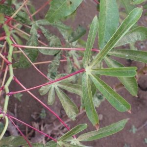 Zanthoxylum punctatum Vahl (Alfiler)