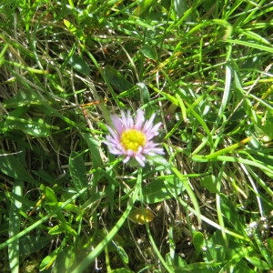 Photographie n°280544 du taxon Erigeron alpinus L. [1753]