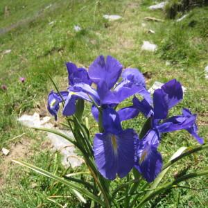 Photographie n°280546 du taxon Iris latifolia (Mill.) Voss [1895]