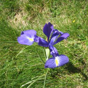 Photographie n°280548 du taxon Iris latifolia (Mill.) Voss [1895]