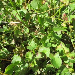 Photographie n°280587 du taxon Rumex scutatus L. [1753]