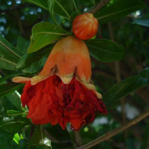 Photographie n°280744 du taxon Punica granatum L.
