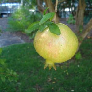 Photographie n°280745 du taxon Punica granatum L.
