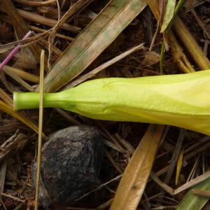 Photographie n°281054 du taxon Cascabela thevetia (L.) Lippold