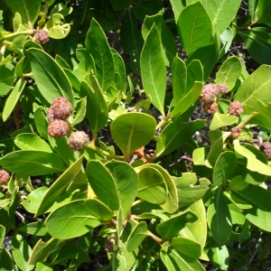 Photographie n°281116 du taxon Conocarpus erectus L.