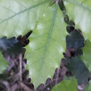 Photographie n°281333 du taxon Quercus coccifera L. [1753]