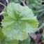  Julien CHAMP - Malva sylvestris L.