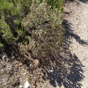 Photographie n°281378 du taxon Cistus albidus L. [1753]