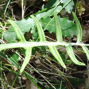 Photographie n°281437 du taxon Rhaponticum coniferum subsp. coniferum