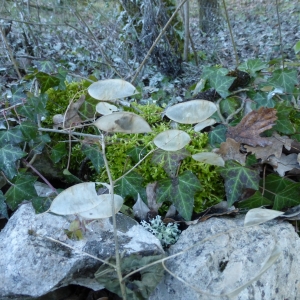 Photographie n°281438 du taxon Lunaria rediviva L. [1753]