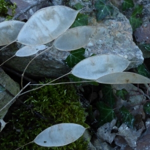 Photographie n°281439 du taxon Lunaria rediviva L. [1753]