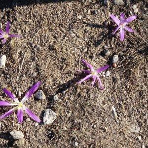 Photographie n°281475 du taxon Colchicum filifolium (Cambess.) Stef. [1926]