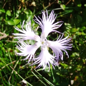 Photographie n°281662 du taxon Dianthus hyssopifolius L.