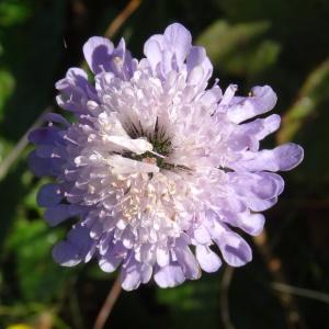 Photographie n°281669 du taxon Scabiosa columbaria subsp. columbaria