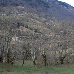 Photographie n°281768 du taxon Fraxinus excelsior L. [1753]