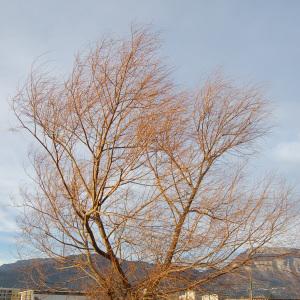 Photographie n°281975 du taxon Salix alba L. [1753]