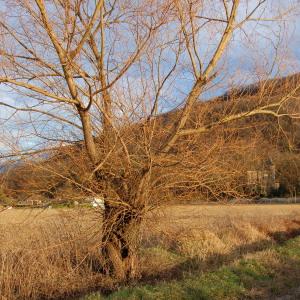 Photographie n°281976 du taxon Salix alba L. [1753]