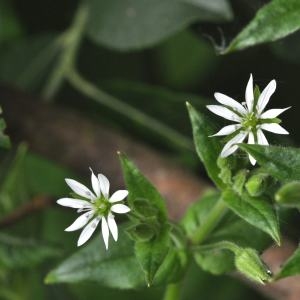 Photographie n°282026 du taxon Myosoton aquaticum (L.) Moench [1794]