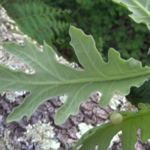 Photographie n°282051 du taxon Quercus pyrenaica Willd. [1805]