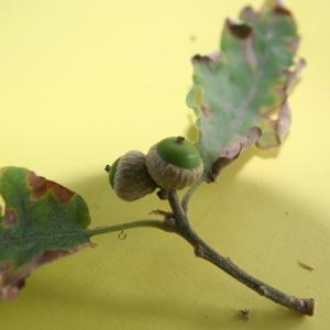 Photographie n°282055 du taxon Quercus pyrenaica Willd. [1805]