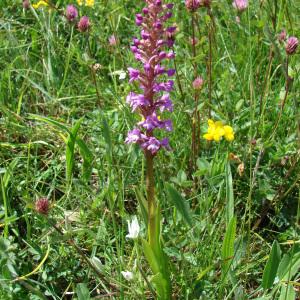 Photographie n°282124 du taxon Gymnadenia conopsea (L.) R.Br. [1813]