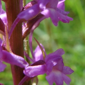 Photographie n°282126 du taxon Gymnadenia conopsea (L.) R.Br. [1813]