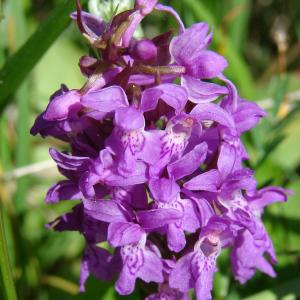 Photographie n°282130 du taxon Dactylorhiza majalis (Rchb.) P.F.Hunt & Summerh.