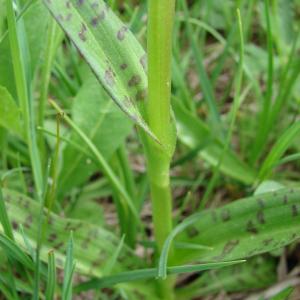 Photographie n°282133 du taxon Dactylorhiza majalis (Rchb.) P.F.Hunt & Summerh.