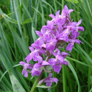 Photographie n°282135 du taxon Dactylorhiza majalis (Rchb.) P.F.Hunt & Summerh.