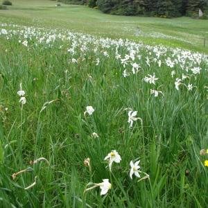 Photographie n°282136 du taxon Narcissus poeticus L.