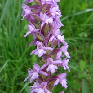 Photographie n°282145 du taxon Gymnadenia conopsea (L.) R.Br. [1813]