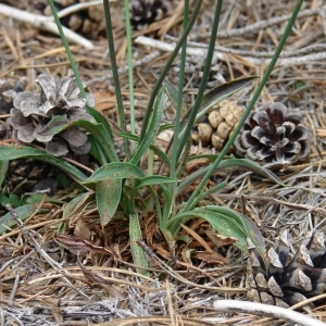 Photographie n°282149 du taxon Armeria arenaria (Pers.) Schult. [1820]