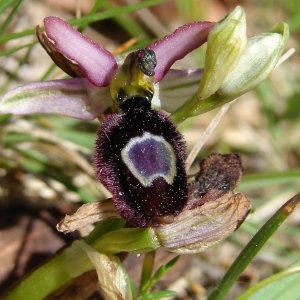 Photographie n°282264 du taxon Ophrys bertolonii subsp. saratoi (E.G.Camus) R.Soca [2001]