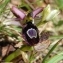  Paul Fabre - Ophrys bertolonii subsp. saratoi (E.G.Camus) R.Soca [2001]
