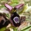  Paul Fabre - Ophrys bertolonii subsp. saratoi (E.G.Camus) R.Soca [2001]