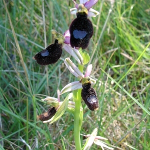 Photographie n°282275 du taxon Ophrys bertolonii subsp. saratoi (E.G.Camus) R.Soca [2001]