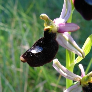 Photographie n°282276 du taxon Ophrys bertolonii subsp. saratoi (E.G.Camus) R.Soca [2001]