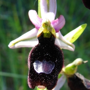 Photographie n°282278 du taxon Ophrys bertolonii subsp. saratoi (E.G.Camus) R.Soca [2001]