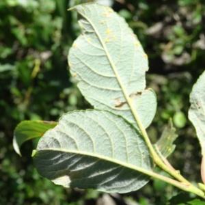 Photographie n°282284 du taxon Salix aurita L. [1753]