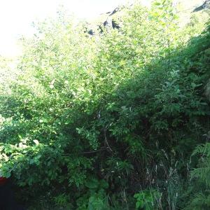 Photographie n°282285 du taxon Salix aurita L. [1753]