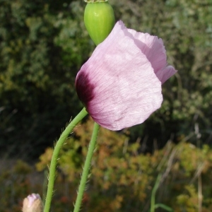 Photographie n°282328 du taxon Papaver somniferum L. [1753]