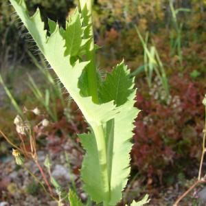 Photographie n°282329 du taxon Papaver somniferum L. [1753]